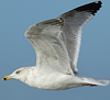 3cy argentatus in January. (80207 bytes)