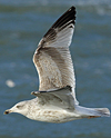 3cy argentatus in January. (80207 bytes)