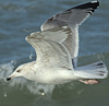 3cy argentatus in January. (80207 bytes)