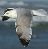 3cy argentatus in January. (80207 bytes)