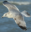 3cy argentatus in January. (80207 bytes)