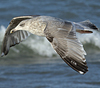3cy argentatus in January. (80207 bytes)