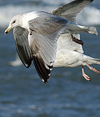3cy argentatus in January. (80207 bytes)