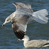 3cy argentatus in January. (80207 bytes)