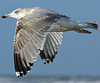 3cy argentatus in January. (80207 bytes)
