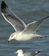 3cy argentatus in January. (80207 bytes)