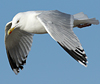 3cy argentatus in January. (80207 bytes)