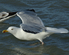 3cy argentatus in January. (80207 bytes)