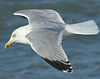3cy argentatus in January. (80207 bytes)