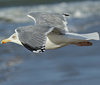 3cy argentatus in January. (80207 bytes)