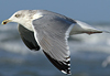 3cy argentatus in January. (80207 bytes)