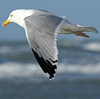 3cy argentatus in January. (80207 bytes)