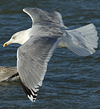 3cy argentatus in January. (80207 bytes)