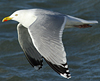 3cy argentatus in January. (80207 bytes)
