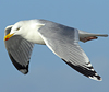 3cy argentatus in January. (80207 bytes)