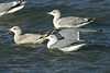 3cy argentatus in January. (80207 bytes)