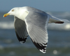 3cy argentatus in January. (80207 bytes)