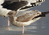 3cy argentatus in January. (80207 bytes)