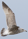 3cy argentatus in January. (80207 bytes)