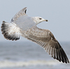 Herring Gull