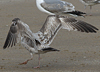 3cy argentatus in January. (80207 bytes)