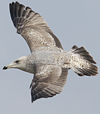 3cy argentatus in January. (80207 bytes)