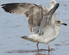 3cy argentatus in January. (80207 bytes)