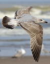 3cy argentatus in January. (80207 bytes)