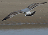 3cy argentatus in January. (80207 bytes)