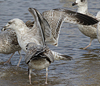 3cy argentatus in January. (80207 bytes)
