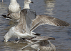 3cy argentatus in January. (80207 bytes)