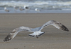 3cy argentatus in January. (80207 bytes)