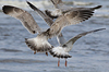 3cy argentatus in January. (80207 bytes)