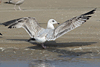 3cy argentatus in January. (80207 bytes)