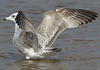3cy argentatus in January. (80207 bytes)