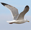3cy argentatus in January. (80207 bytes)