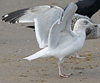 3cy argentatus in January. (80207 bytes)
