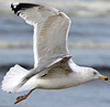 3cy argentatus in January. (80207 bytes)