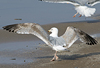 3cy argentatus in January. (80207 bytes)