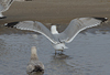 3cy argentatus in January. (80207 bytes)