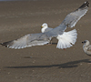 3cy argentatus in January. (80207 bytes)