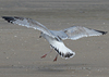 3cy argentatus in January. (80207 bytes)