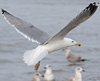 3cy argentatus in January. (80207 bytes)