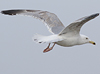 3cy argentatus in January. (80207 bytes)
