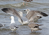 3cy argentatus in January. (80207 bytes)
