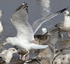3cy argentatus in January. (80207 bytes)