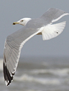 3cy argentatus in January. (80207 bytes)