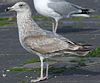3cy argentatus in January. (80207 bytes)