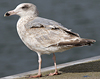 3cy argentatus in January. (80207 bytes)