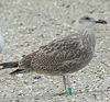 2cy argentatus in February, ringed in Norway. (75189 bytes)